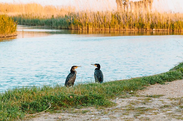 Dos ocells als arrossars del Delta de l'Ebre