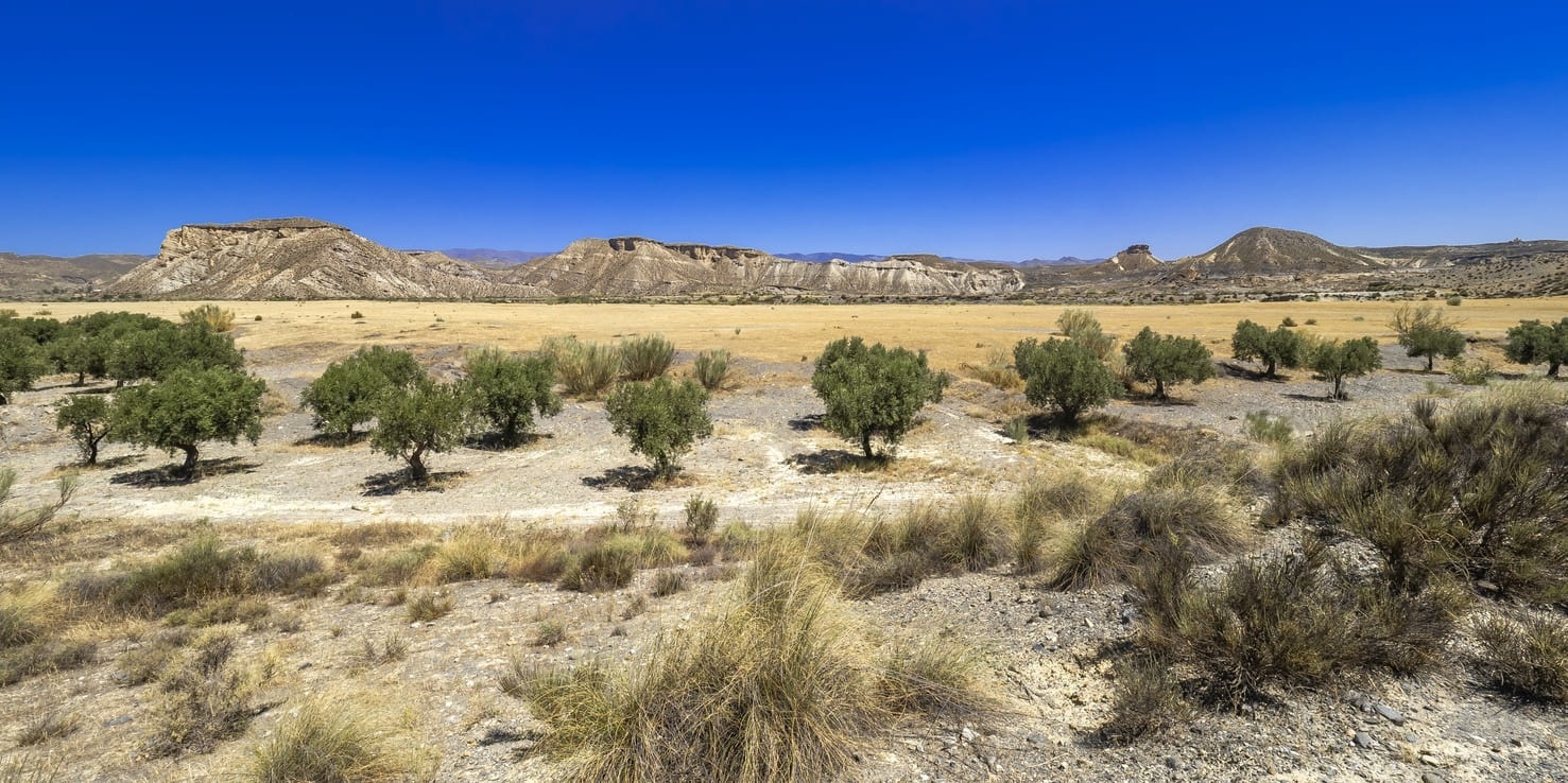 a desert landscape with mountains in the background and trees in the foreground