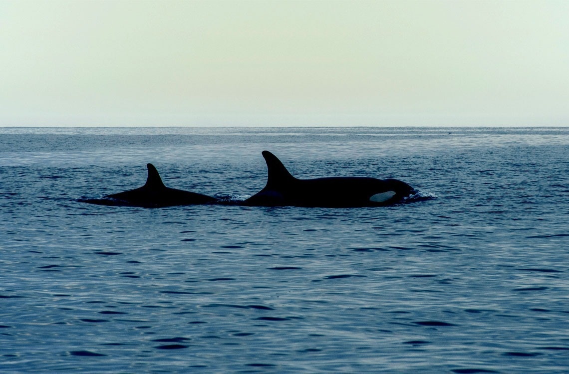 TAIGA | Campings & Resorts