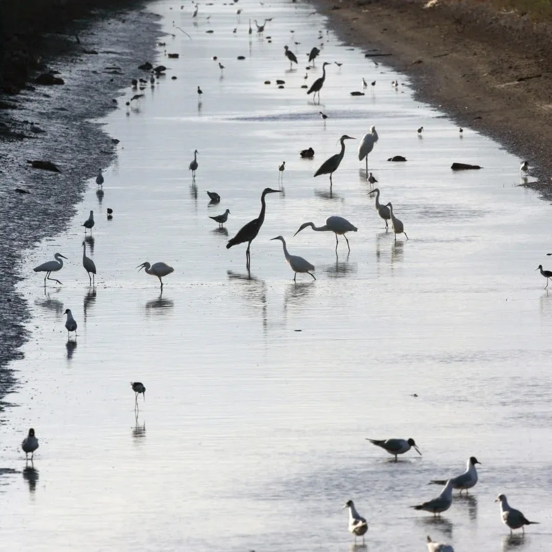 a flock of flamingos flying over a body of water
