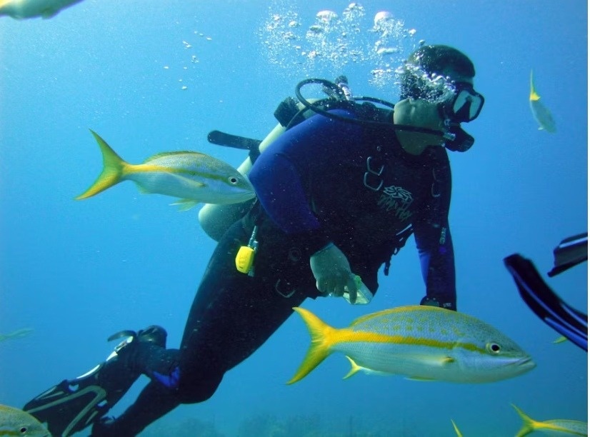 A scuba diver in a wetsuit and mask swims underwater surrounded by several yellow-tailed snapper fish.