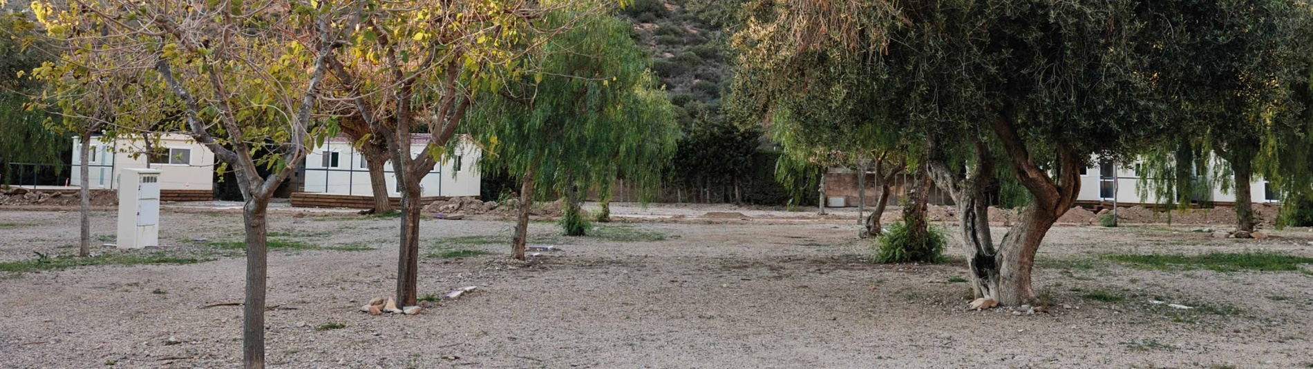 a row of trees with a white building in the background