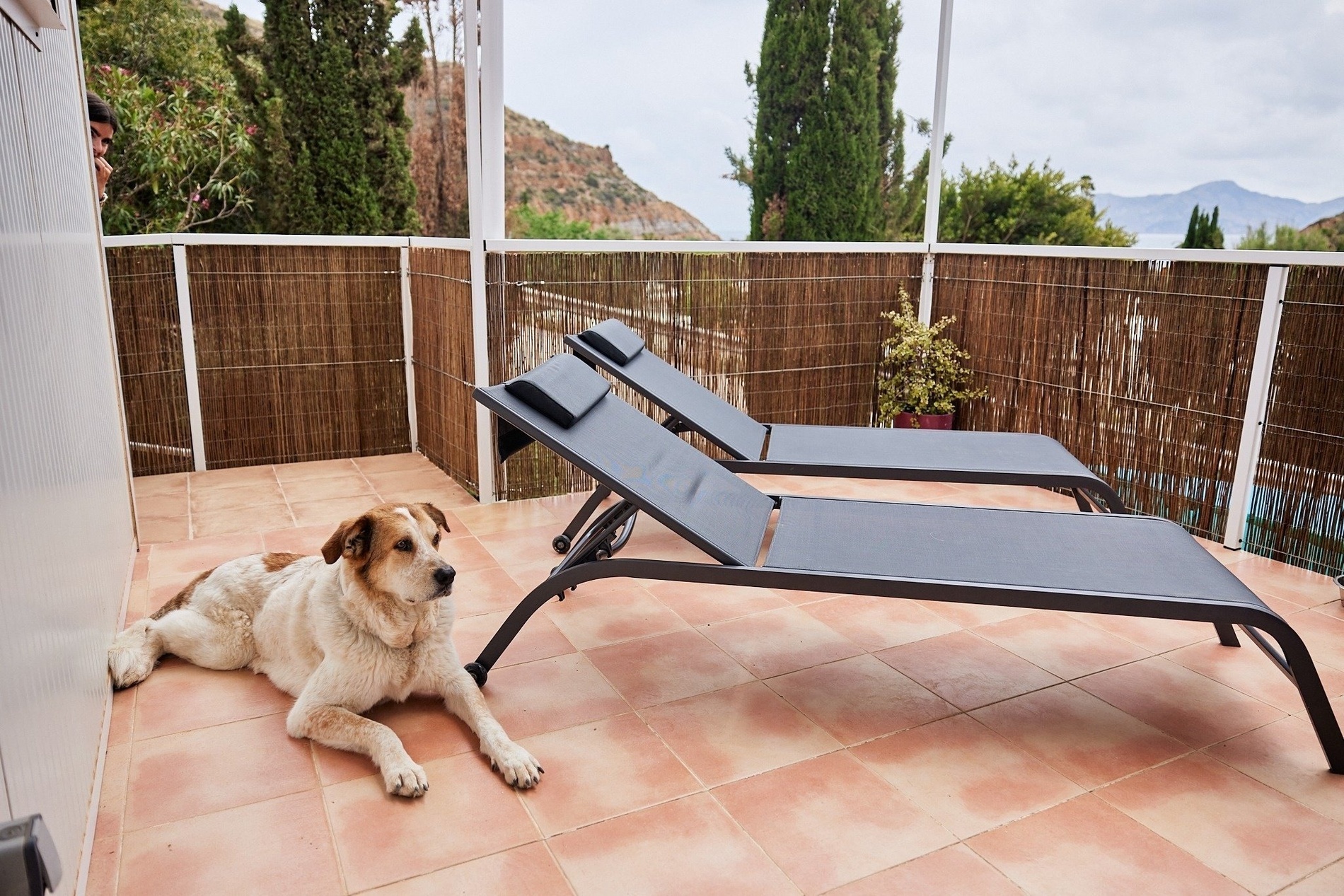 a dog laying on a tiled floor next to two lounge chairs