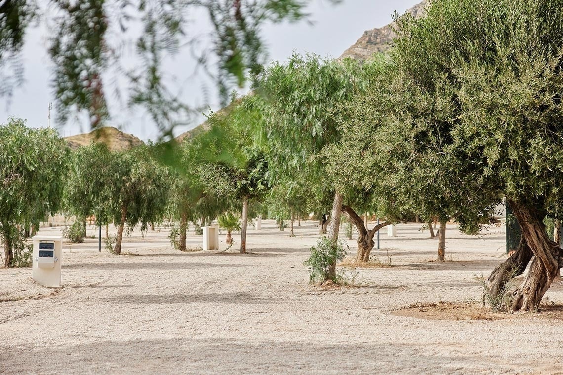 a row of trees in a dirt area with mountains in the background