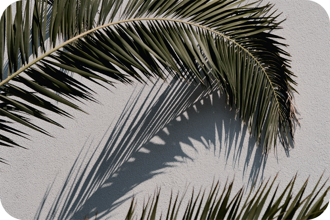 a palm tree leaf casts a shadow on a white wall