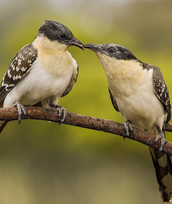 um par de pássaros sentados em um galho de árvore