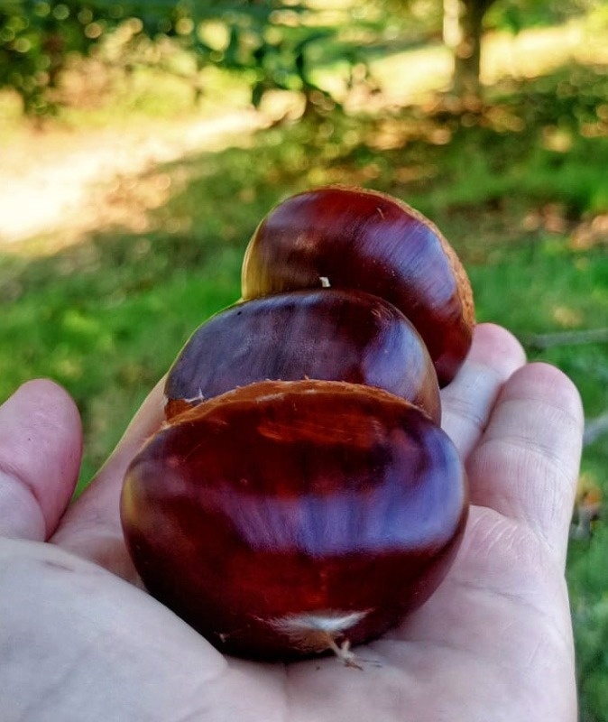 uma pessoa está segurando três castanhas na mão