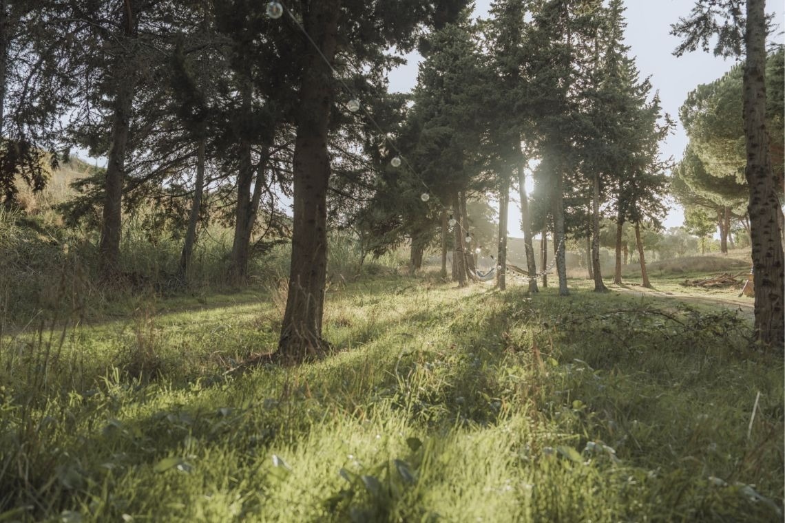 the sun is shining through the trees in the forest