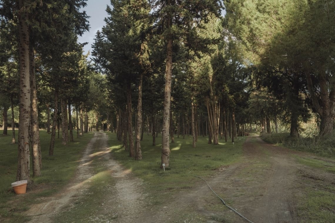 a dirt road in the middle of a forest