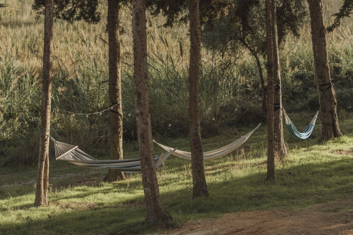 a row of hammocks hanging between trees in a forest