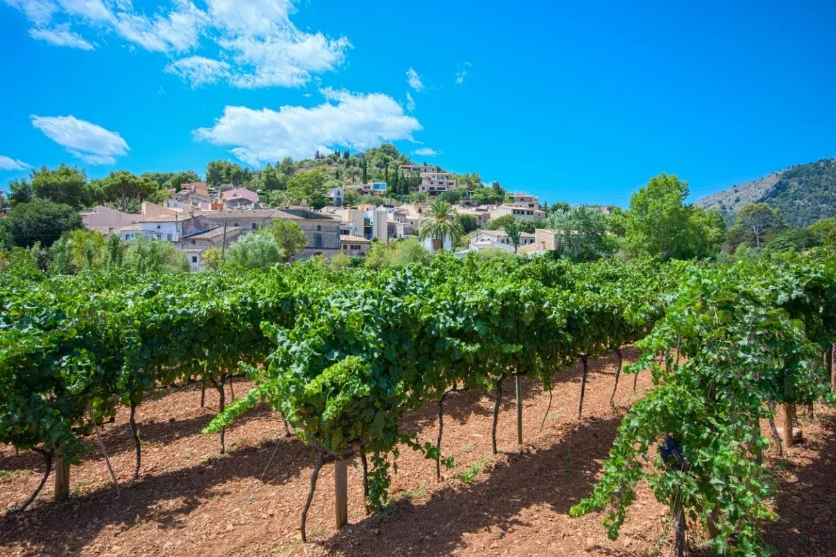 Wineries and estates to discover Mallorca wine