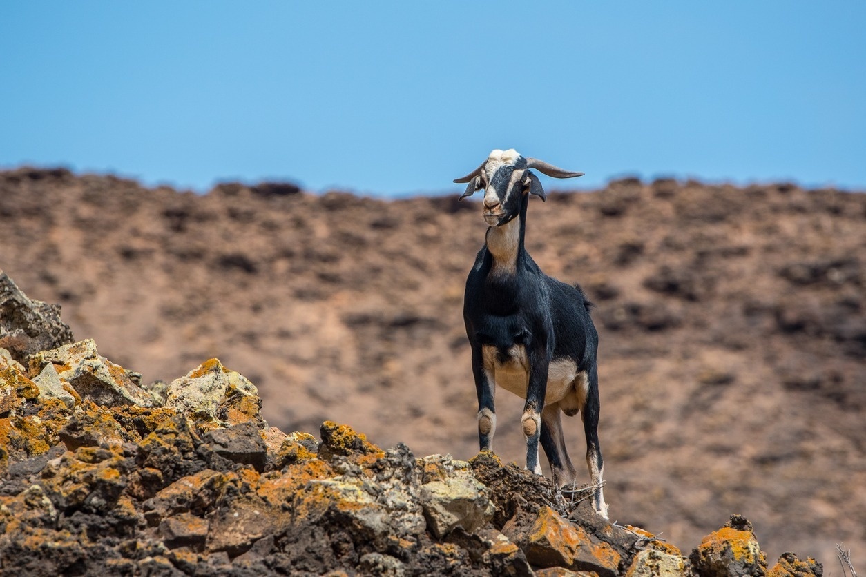 Descubre el queso majorero