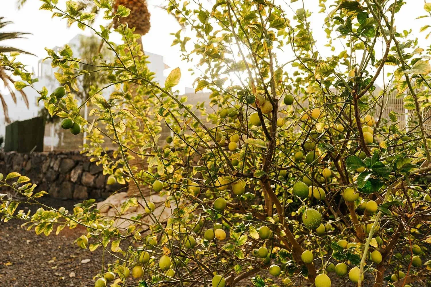R2 Hôtels : Palmiers et citrons au soleil