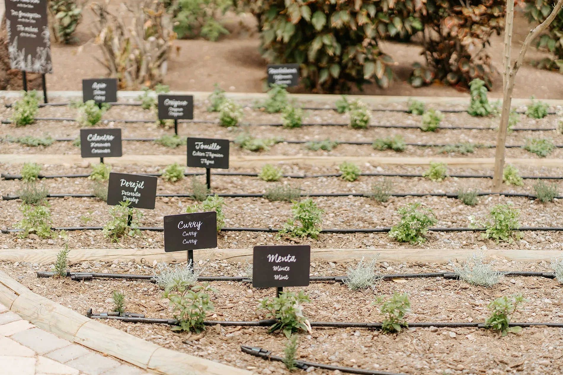 Jardin luxuriant avec papayer et fleurs violettes, reflétant la durabilité | R2 Hotels & Residences | Site officiel
