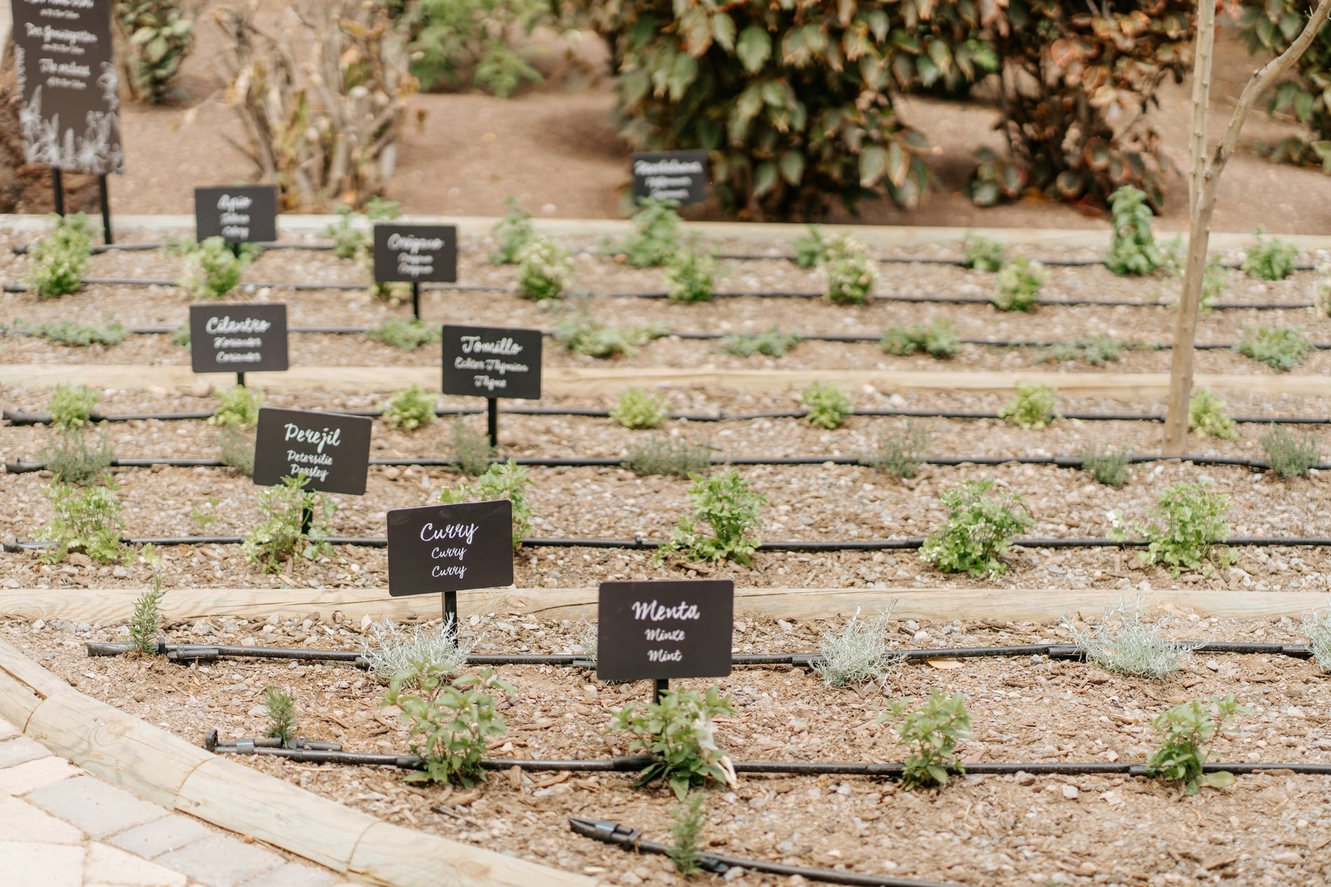 Jardin luxuriant avec papayer et fleurs violettes, reflétant la durabilité | R2 Hotels & Residences | Site officiel