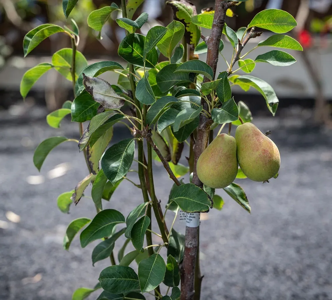 Peral joven con dos peras, perfecto para jardines corporativos R2 Hoteles.