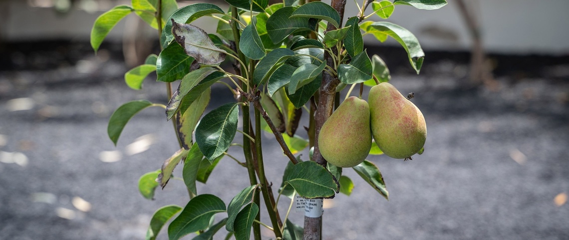 zielony liść z kroplami wody