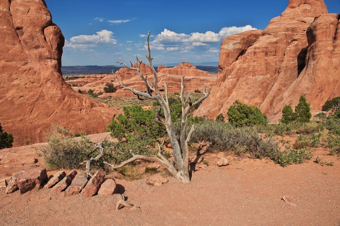 Paisaje desértico con rocas rojas, árbol seco y cielo azul para Travel Raintree Corpo.