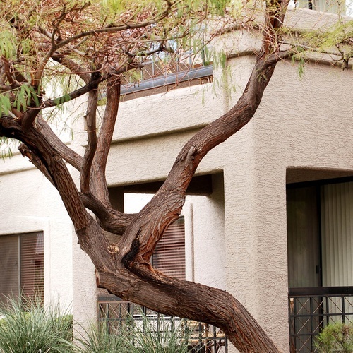 Dry acacia tree with Travel Raintree Corpo building in background.