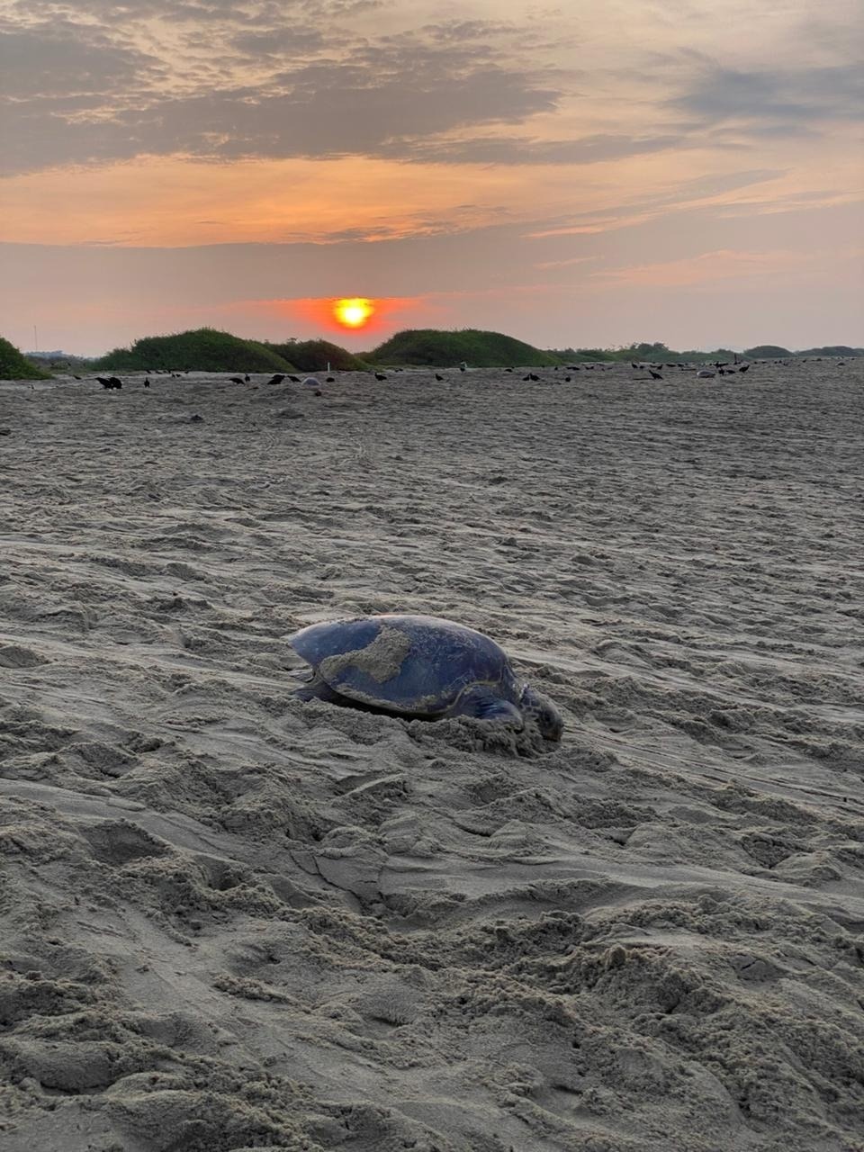 a sea turtle is laying in the sand on a beach at sunset