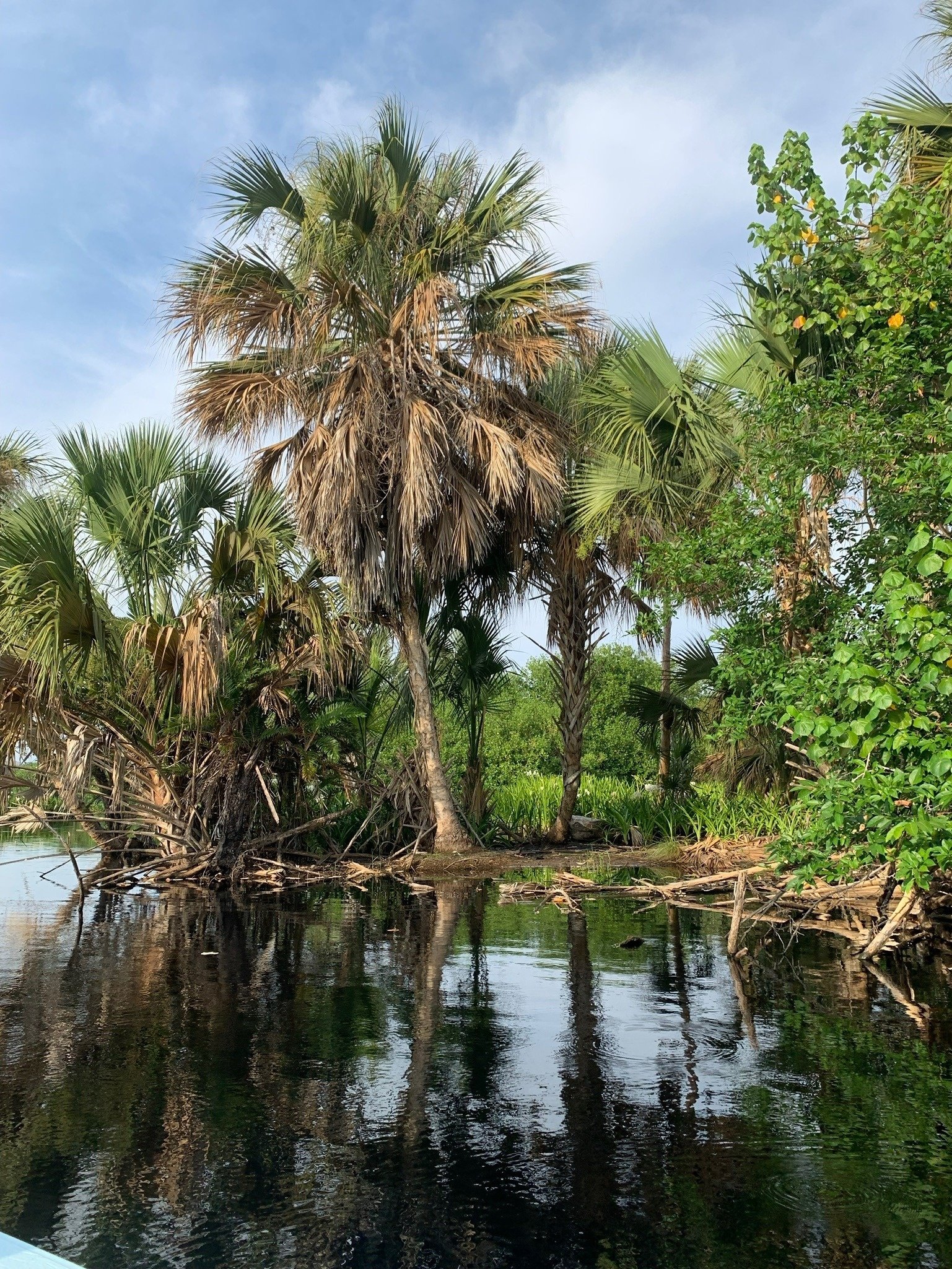 palm trees are reflected in a body of water