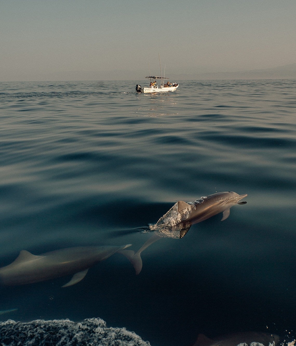 a dolphin is swimming in the ocean and looking at the camera