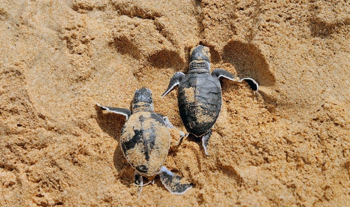 several sea turtles are laying in the sand on a beach