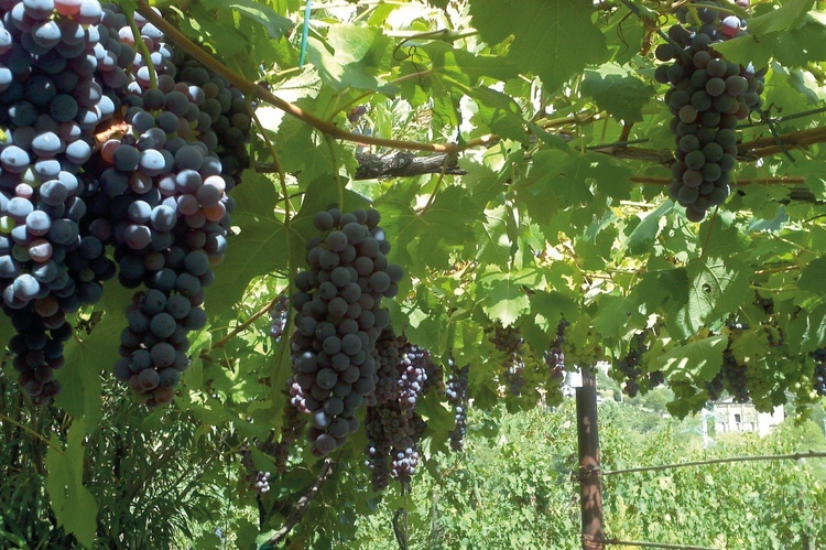 Ruta del Vino Verde <small>en bicicleta</small>