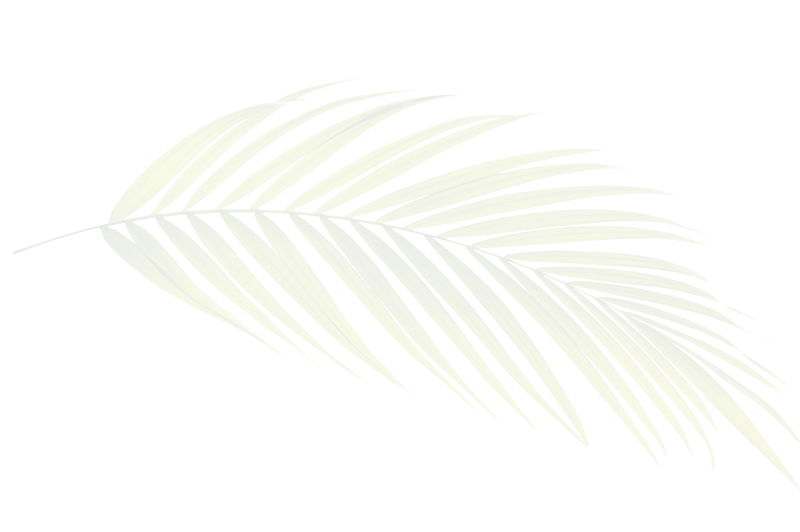 a white palm leaf on a white background