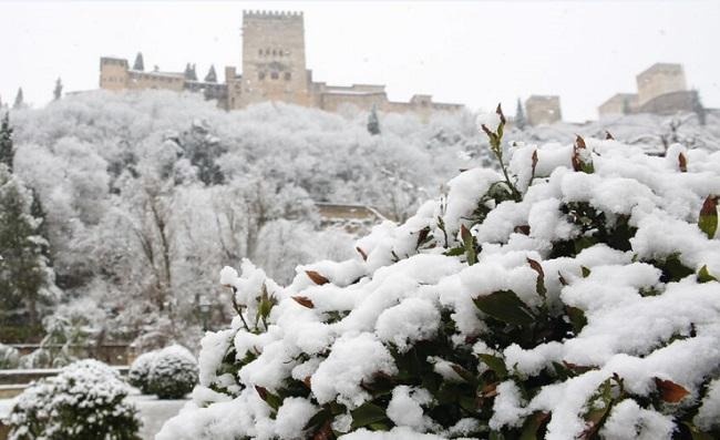 un arbusto cubierto de nieve con un castillo en el fondo .