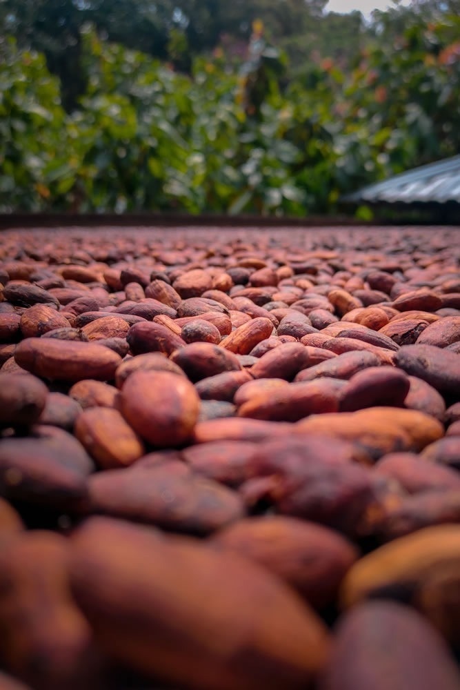 Frijoles de cacao secándose al sol, cerca del Hotel Ribai Corporativa.