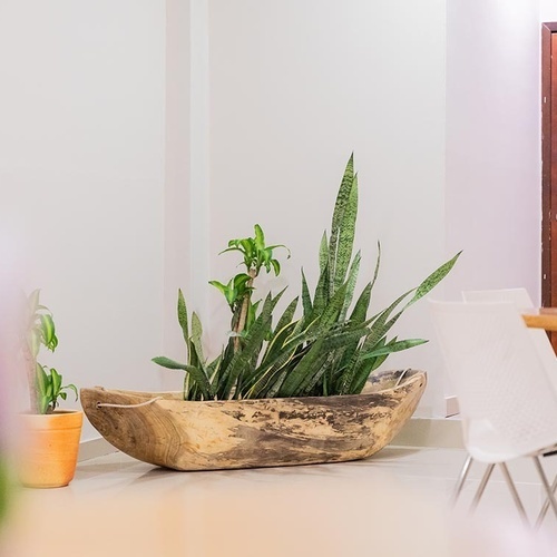 Plantas decorativas y puerta en Hotel Ribai Corporativa.