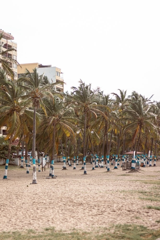 Hotel Ribai Corporativa: Palmeras y playa en Cartagena.