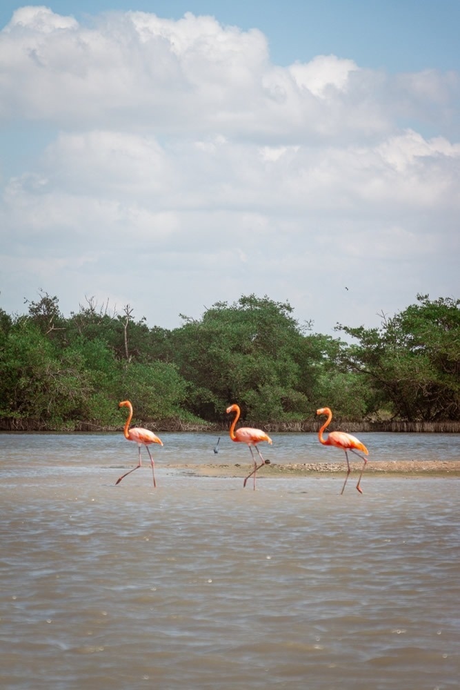 Flamencos rosados caminando en el agua cerca del Hotel Ribai Corporativa.