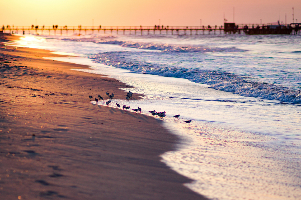Hermosos pájaros en la playa al atardecer, cerca del Hotel Ribai Corporativa.
