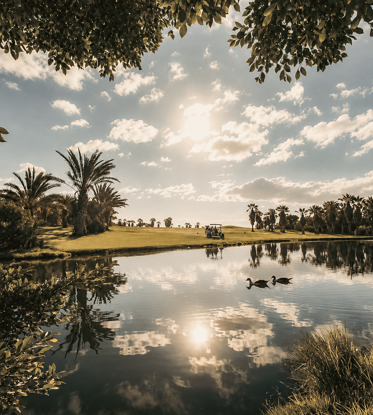 Satocan: The Salmar, swans swimming on a tranquil lake at the golf course.