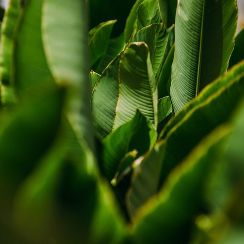 a close up of a plant with lots of green leaves