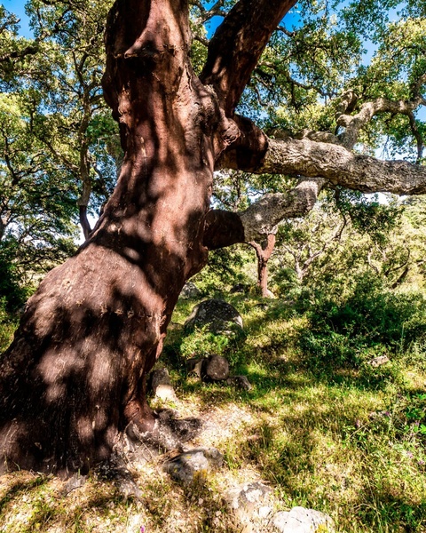 an aerial view of a golf course with two sand bunkers