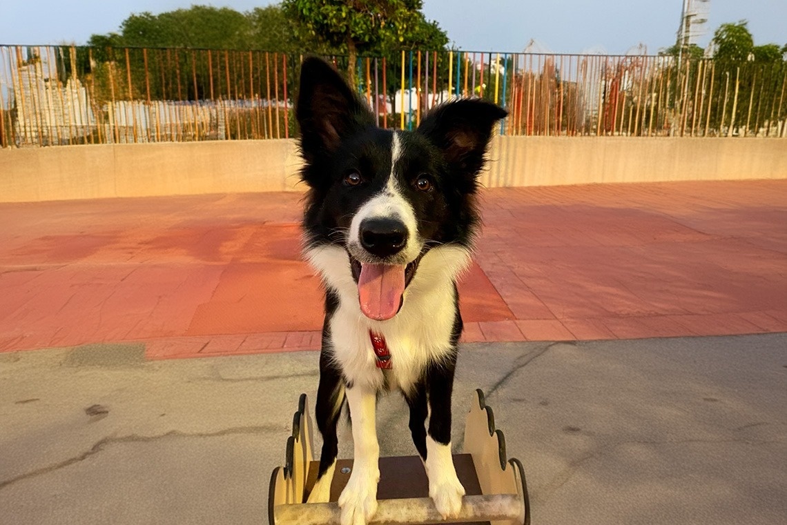 a black and white dog with its tongue hanging out
