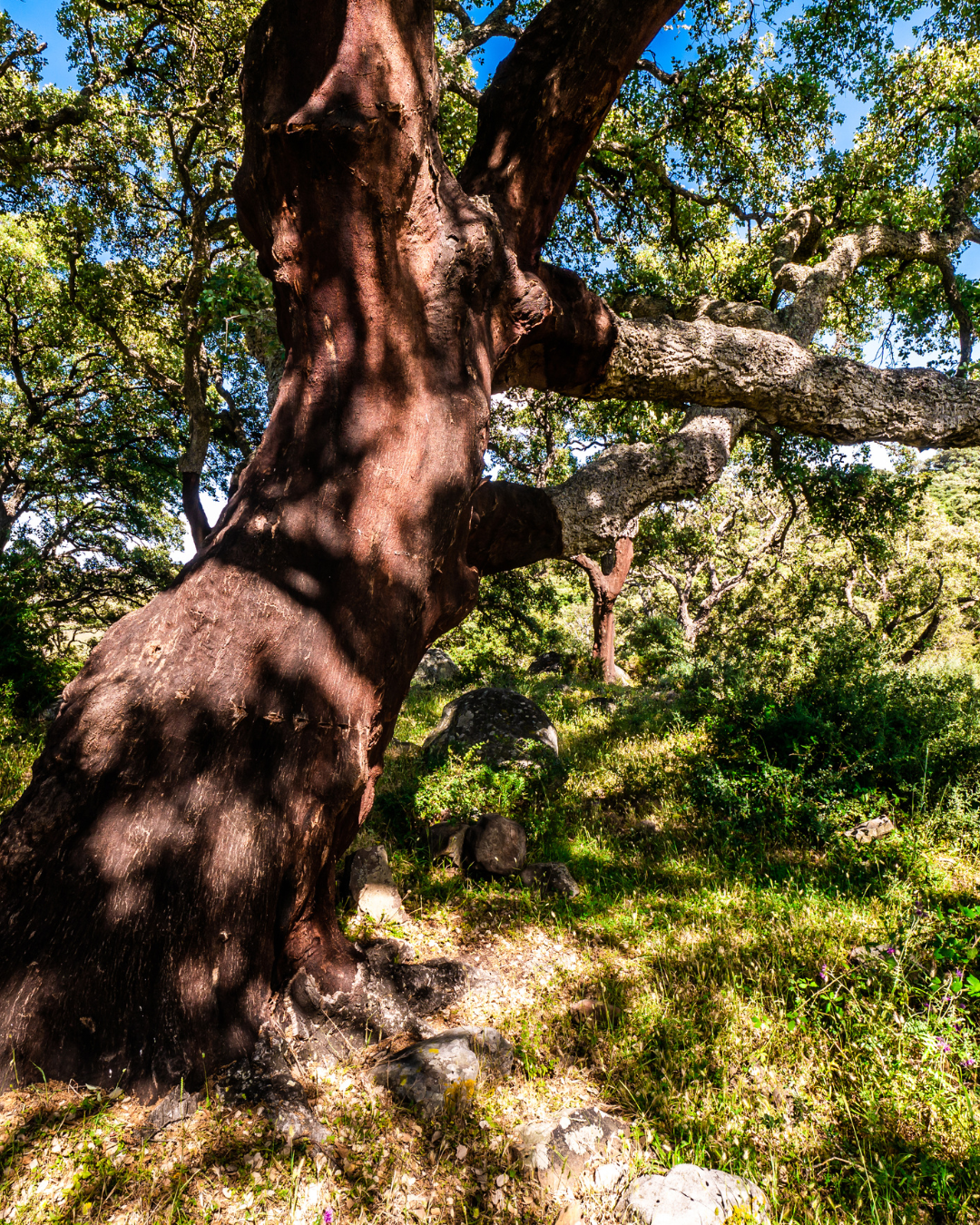 Inmood San Roque Hotel