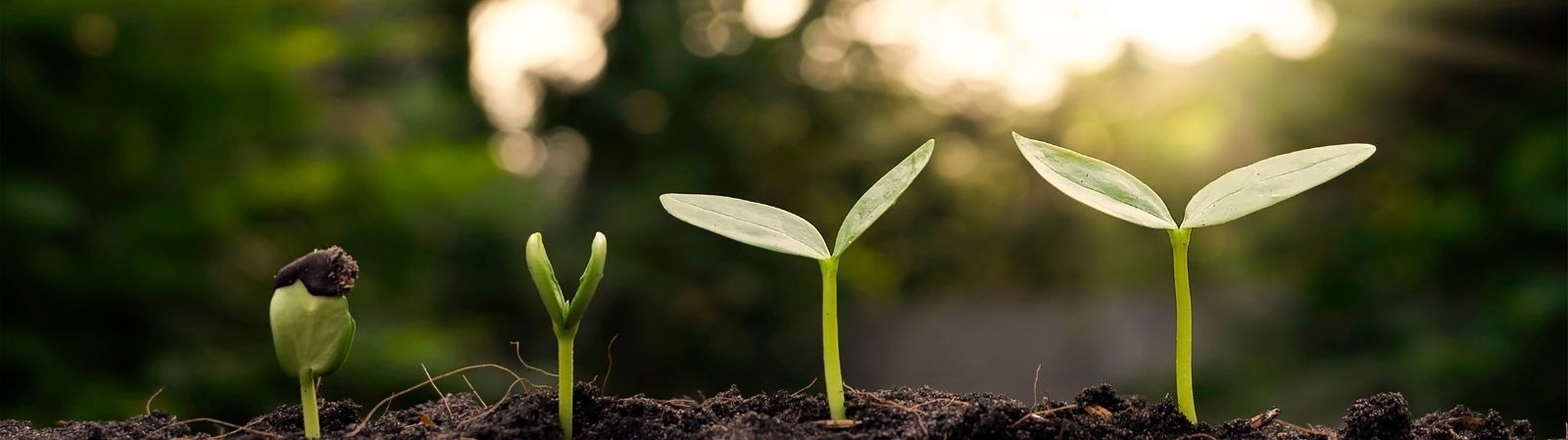 quatro pequenas plantas crescem do solo