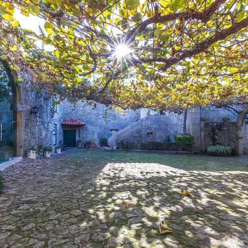 el sol brilla a través de las hojas de un árbol