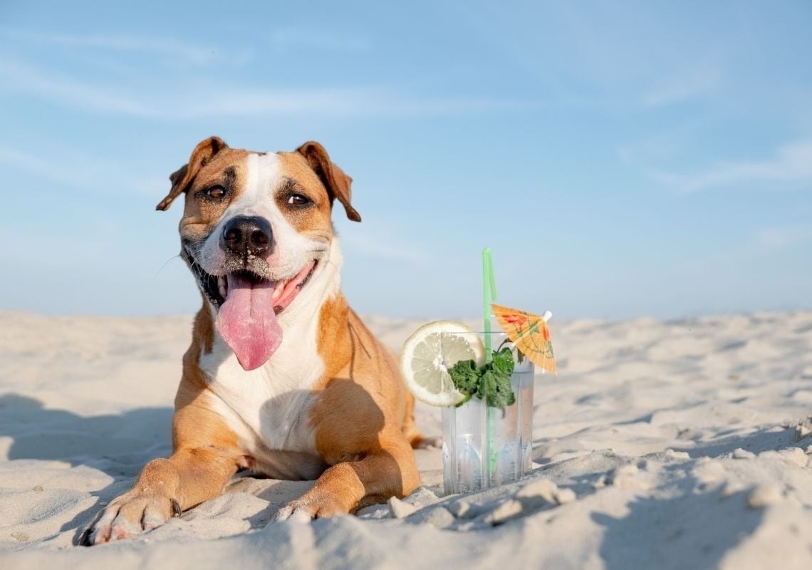 ein Hund liegt auf einem Strand neben einem Cocktail