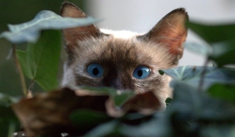 un gato con ojos azules está mirando a través de una hoja .