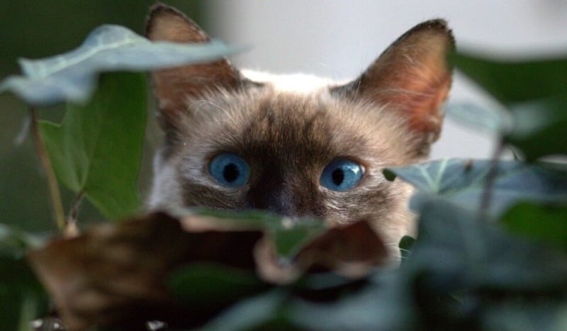 Gatto siamese con occhi blu sbircia tra le foglie. Sea You: Port Saplaya.