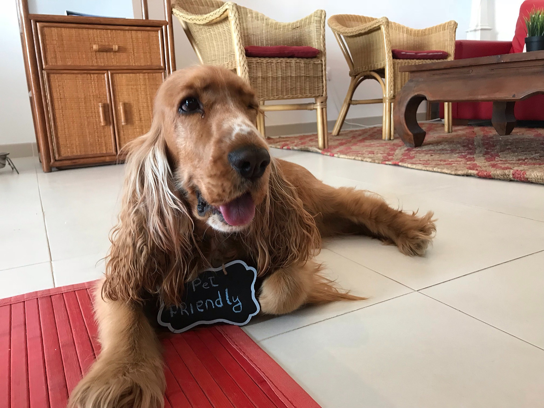 Hund im Hotelzimmer, Sea You: Port Saplaya willkommen, Cocker Spaniel mit Schild "Pet Friendly