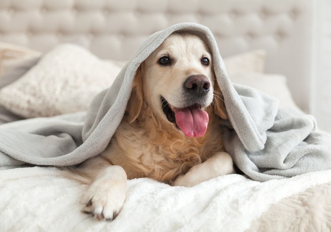 ein Hund liegt unter einer Decke auf einem Bett