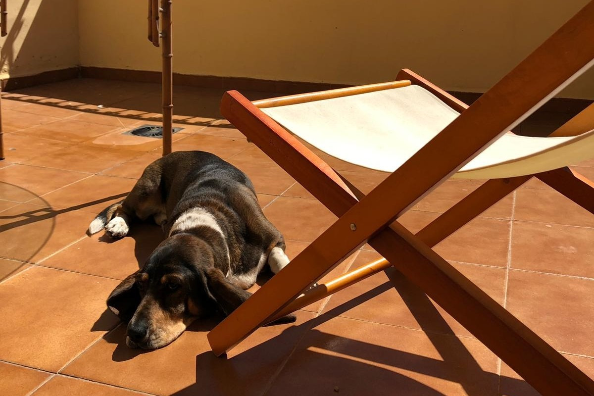 Basset Hound entspannt sich auf Terrassenboden nebenSea You: Port Saplaya.