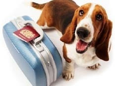 Perro con maleta y pasaporte. ¡Viaja a Sea You: Port Saplaya!