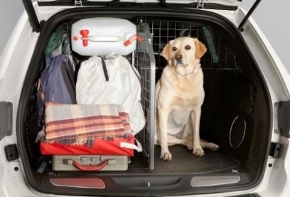 Labrador con bagagli attende viaggio a Sea You: Port Saplaya
